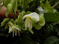 East-Himalayan Dalhousiea